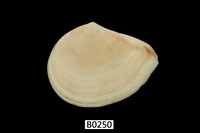 藏品(東京白櫻蛤)的圖片